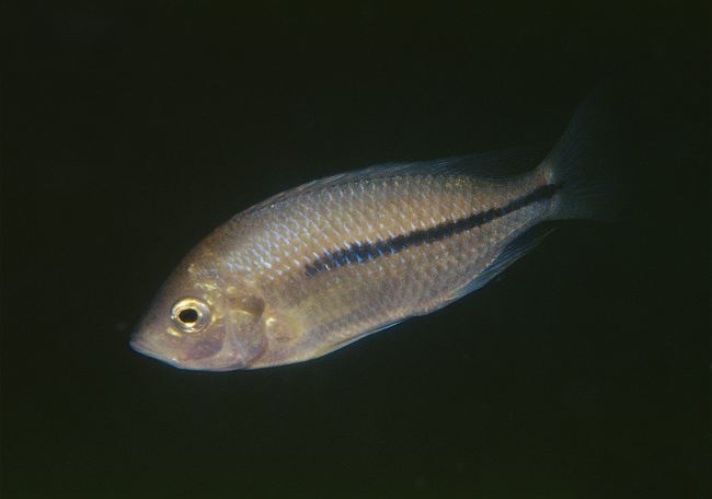 Nyassachromis boadzulu 'Crocodile Rocks'